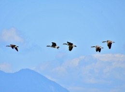 &iexcl;FELICES FIESTAS!