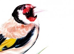 EXPOSICI&Oacute;N PAJARICOS DE LA HUERTA: BIODIVERSIDAD, ARTE E INVESTIGACI&Oacute;N